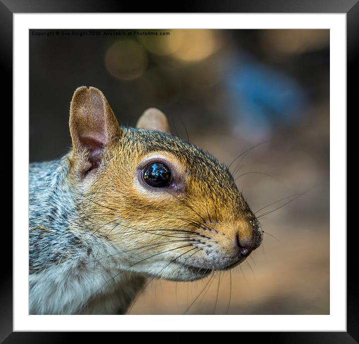  Cheeky Squirrel Framed Mounted Print by Sue Knight