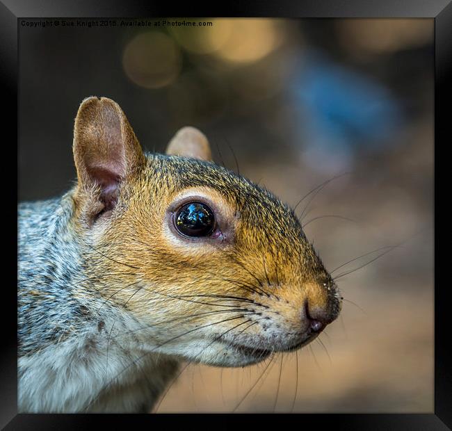 Cheeky Squirrel Framed Print by Sue Knight