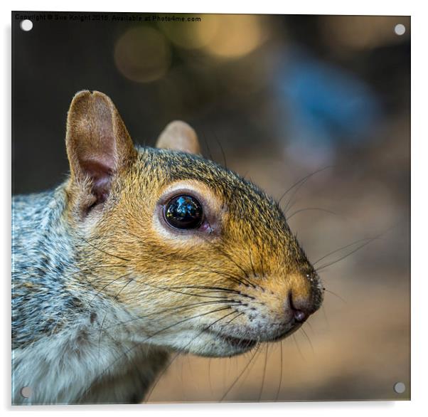  Cheeky Squirrel Acrylic by Sue Knight