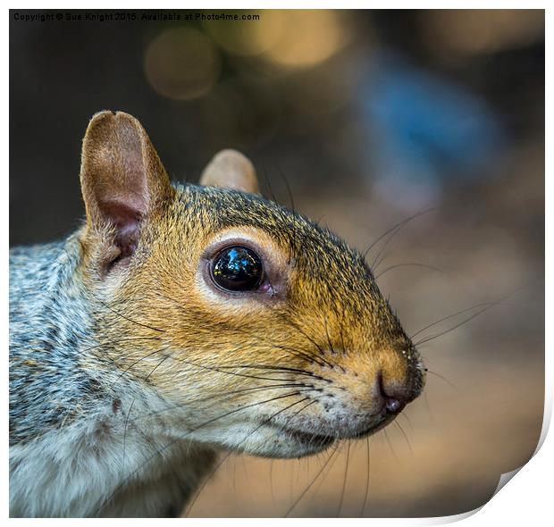  Cheeky Squirrel Print by Sue Knight