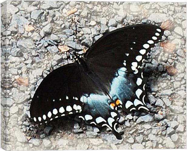 Colorful Butterfly  Canvas Print by james balzano, jr.