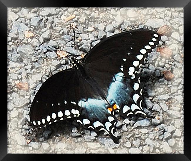 Colorful Butterfly  Framed Print by james balzano, jr.