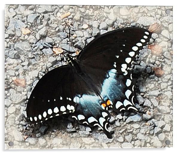 Colorful Butterfly  Acrylic by james balzano, jr.
