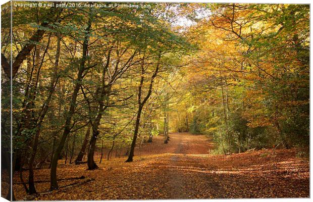  Epping Forest Autumn 1 Canvas Print by paul petty