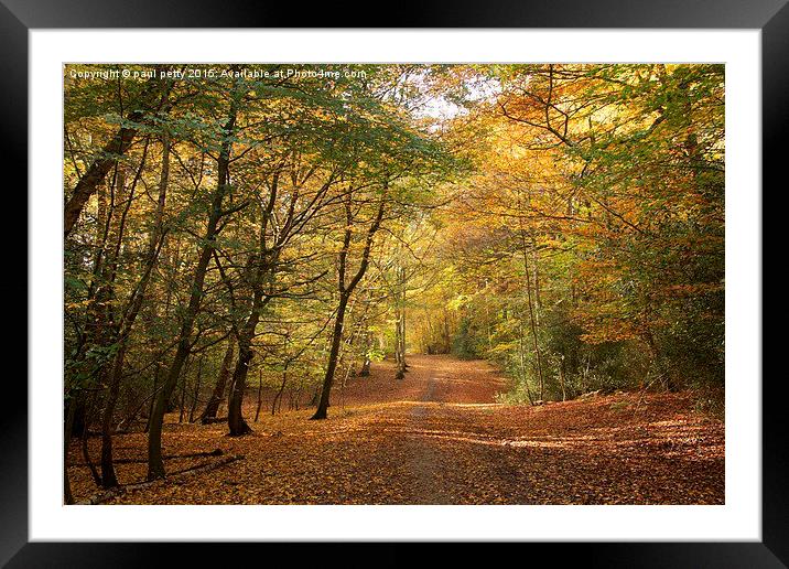 Epping Forest Autumn 1 Framed Mounted Print by paul petty