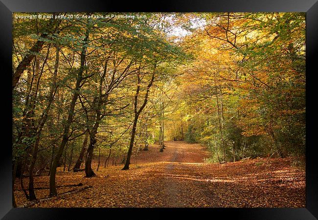  Epping Forest Autumn 1 Framed Print by paul petty
