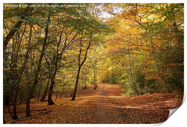  Epping Forest Autumn 1 Print by paul petty