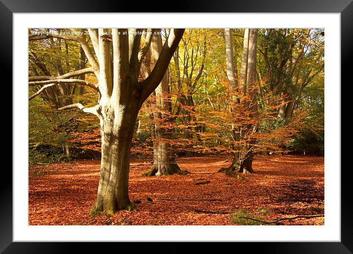  Epping Forest Autumn 2 Framed Mounted Print by paul petty