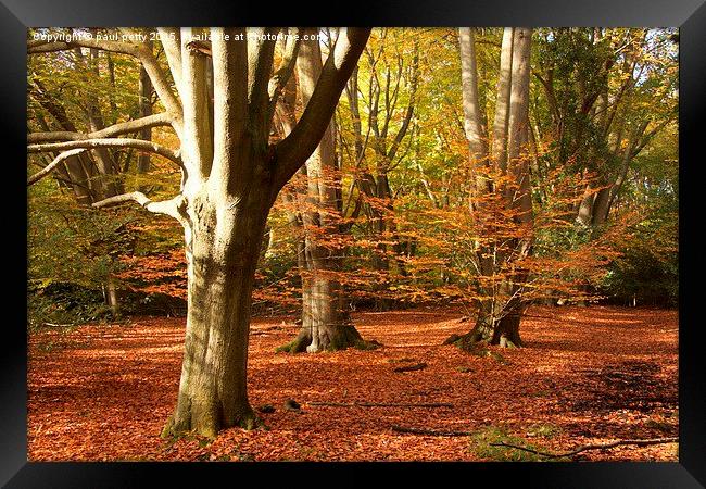  Epping Forest Autumn 2 Framed Print by paul petty
