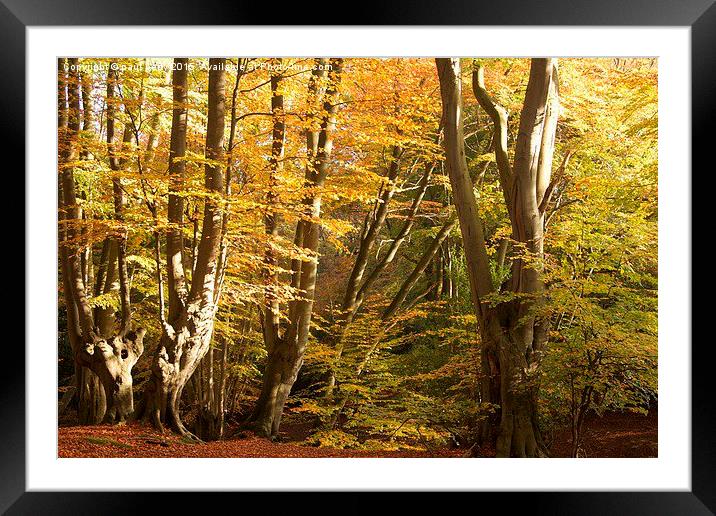  Epping Forest Autumn 3 Framed Mounted Print by paul petty