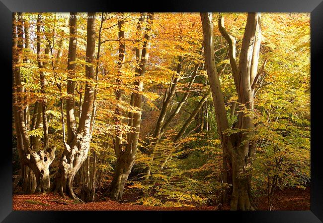  Epping Forest Autumn 3 Framed Print by paul petty