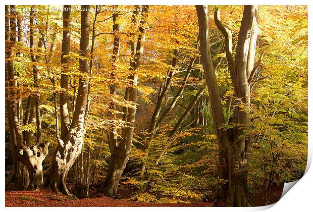  Epping Forest Autumn 3 Print by paul petty