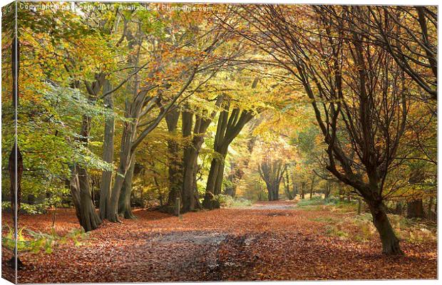  Epping Forest Autumn 5 Canvas Print by paul petty