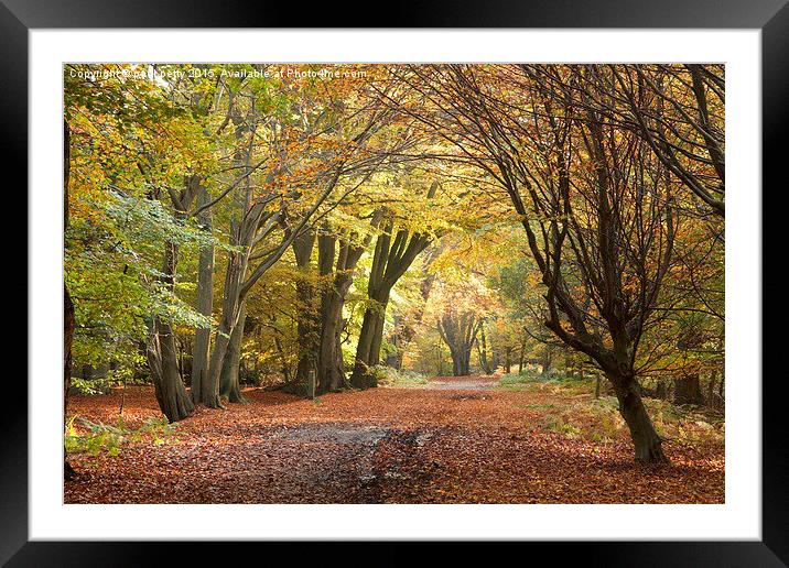  Epping Forest Autumn 5 Framed Mounted Print by paul petty