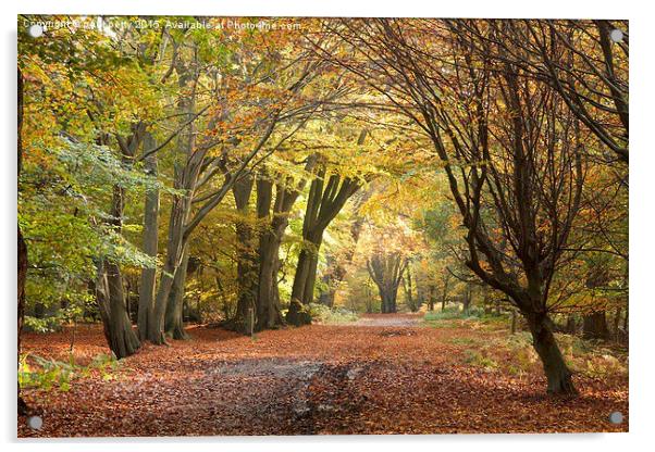  Epping Forest Autumn 5 Acrylic by paul petty