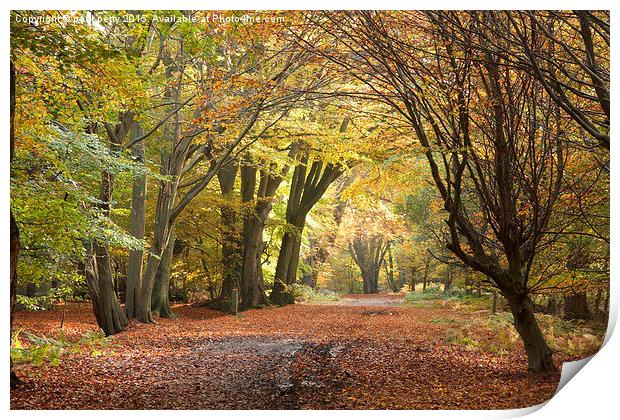  Epping Forest Autumn 5 Print by paul petty