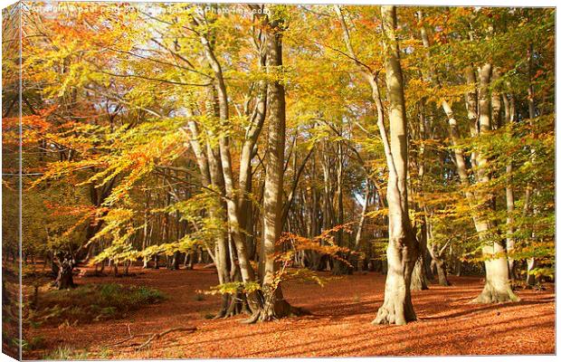  Epping Forest Autumn 6 Canvas Print by paul petty