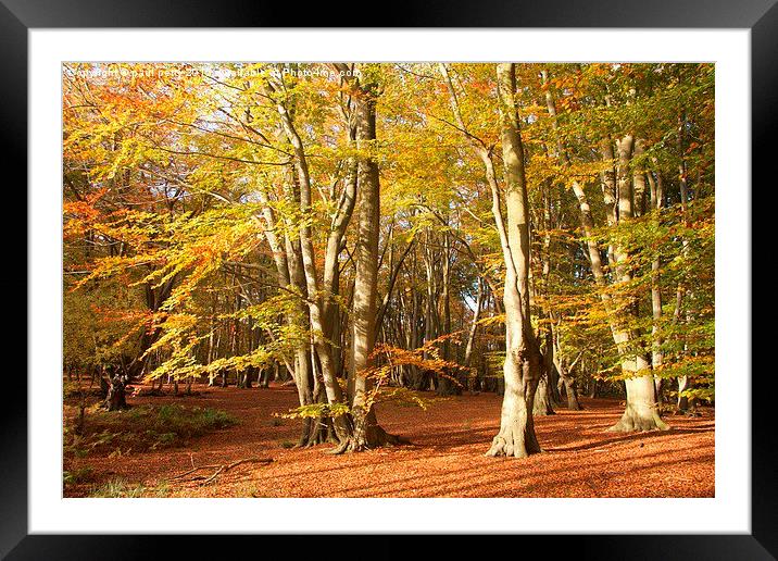  Epping Forest Autumn 6 Framed Mounted Print by paul petty