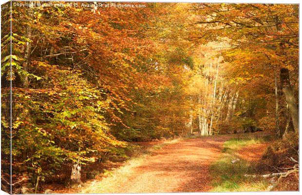  Epping Forest Autumn 7 Canvas Print by paul petty