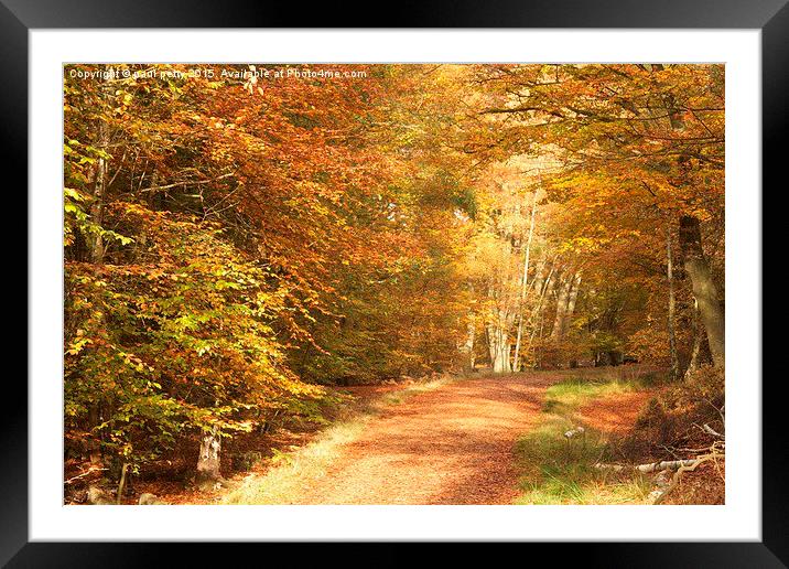  Epping Forest Autumn 7 Framed Mounted Print by paul petty