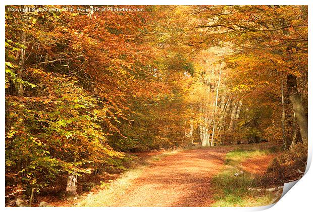  Epping Forest Autumn 7 Print by paul petty