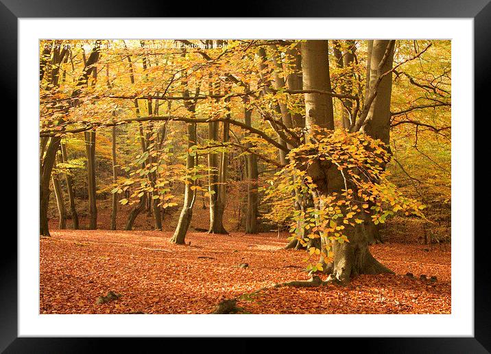  Epping Forest Autumn 8 Framed Mounted Print by paul petty