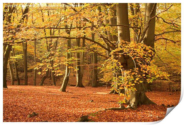  Epping Forest Autumn 8 Print by paul petty
