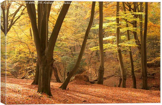 Epping Forest Autumn 9 Canvas Print by paul petty