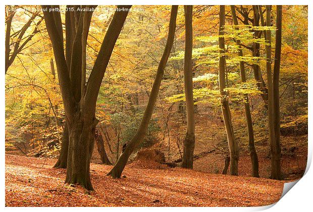 Epping Forest Autumn 9 Print by paul petty