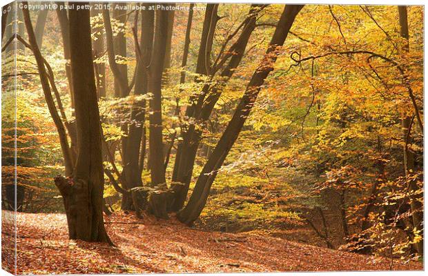  Epping Forest Autumn 10 Canvas Print by paul petty