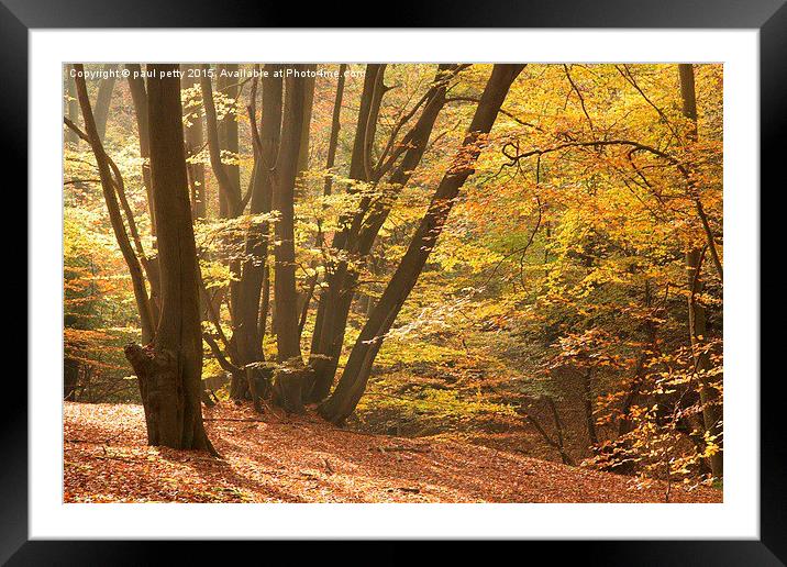  Epping Forest Autumn 10 Framed Mounted Print by paul petty