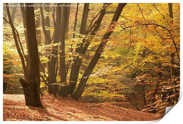  Epping Forest Autumn 10 Print by paul petty
