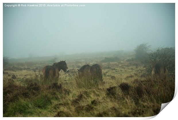  Ponies in the mist  Print by Rob Hawkins