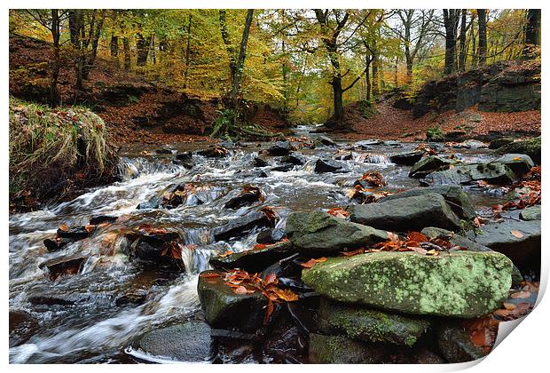 Autumnal colours in Roddlesworth - Tockholes woods Print by Gary Kenyon
