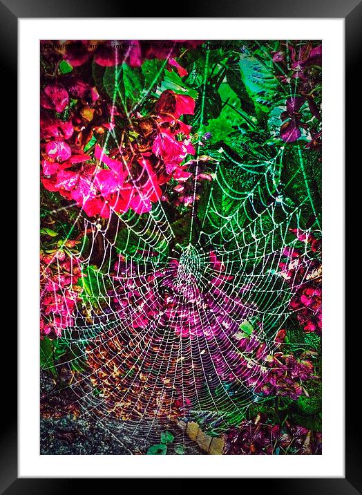  Morning Dew Framed Mounted Print by Carmel Fiorentini