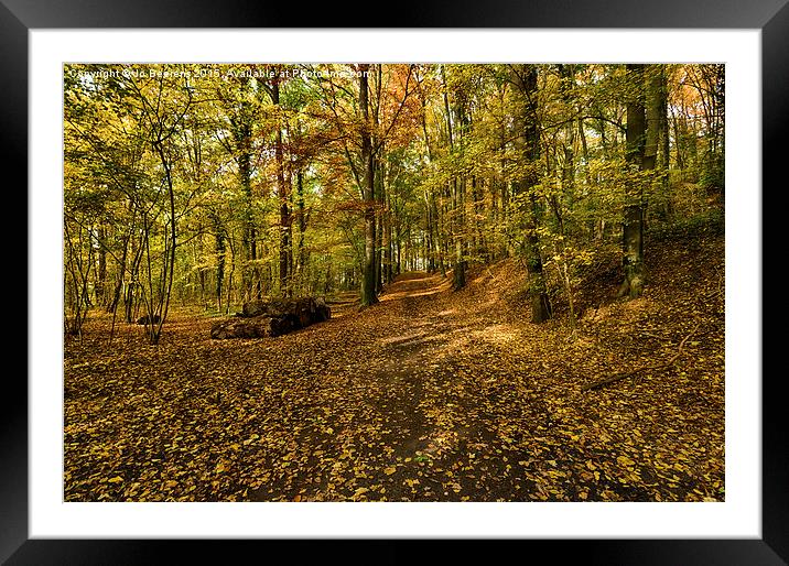 autumn woods Framed Mounted Print by Jo Beerens