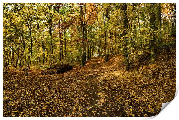 autumn woods Print by Jo Beerens
