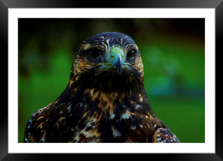 Chilean Blue Eagle  Framed Mounted Print by Pete Moyes