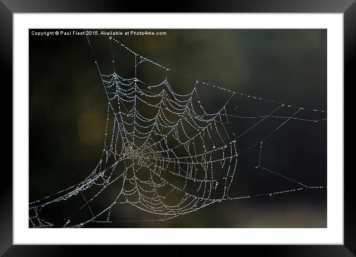 Dew laden cobweb Framed Mounted Print by Paul Fleet