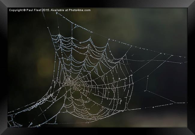 Dew laden cobweb Framed Print by Paul Fleet