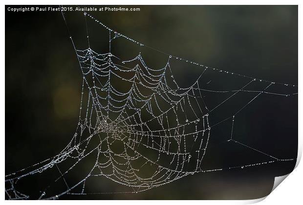 Dew laden cobweb Print by Paul Fleet