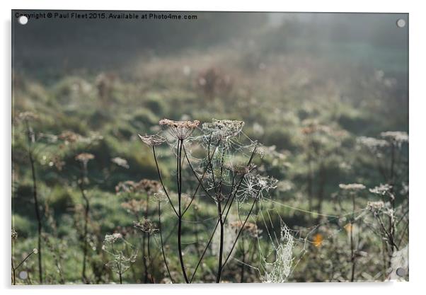 Misty morning cobweb Acrylic by Paul Fleet