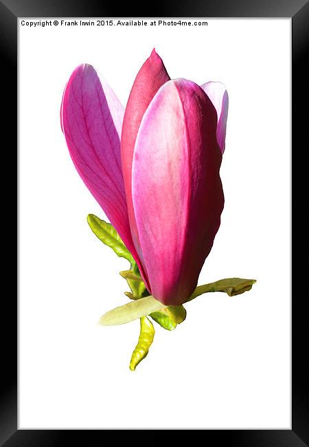  A Beautiful Magnolia flower head Framed Print by Frank Irwin