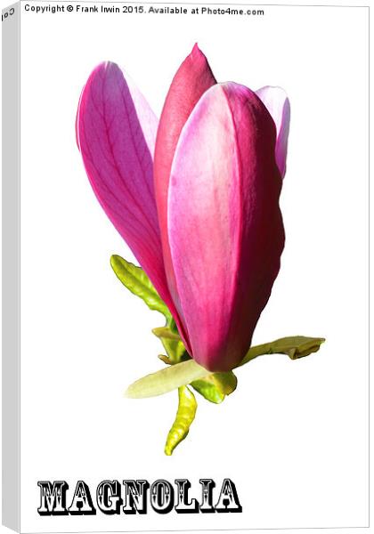 A Beautiful Magnolia flower head Canvas Print by Frank Irwin