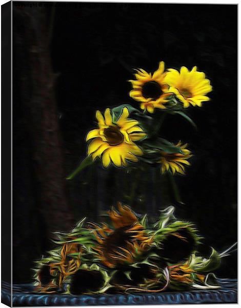  Sunflowers  Canvas Print by sylvia scotting