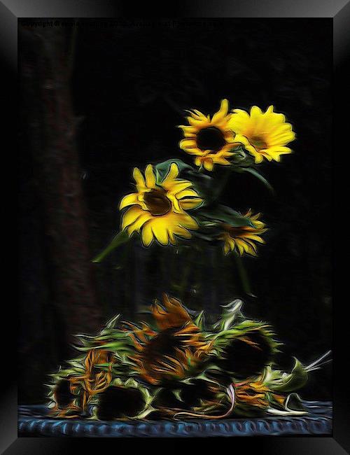  Sunflowers  Framed Print by sylvia scotting