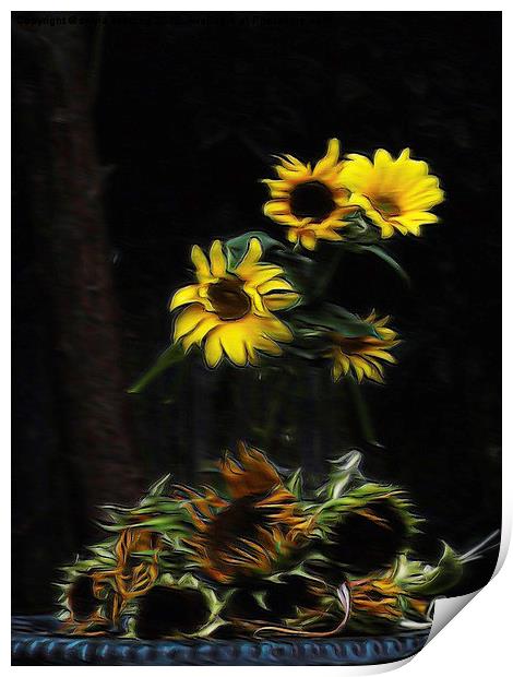  Sunflowers  Print by sylvia scotting