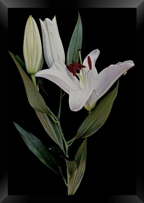  A Stem of White Lilies Framed Print by Sue Bottomley