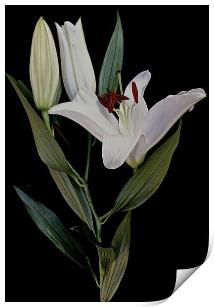  A Stem of White Lilies Print by Sue Bottomley