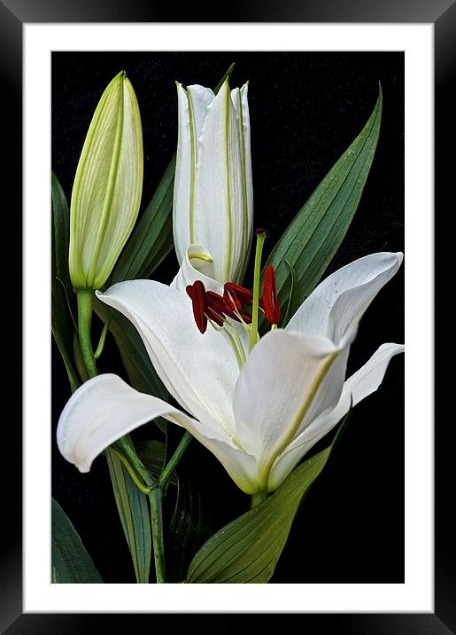 Three White Lily Flowers   Framed Mounted Print by Sue Bottomley